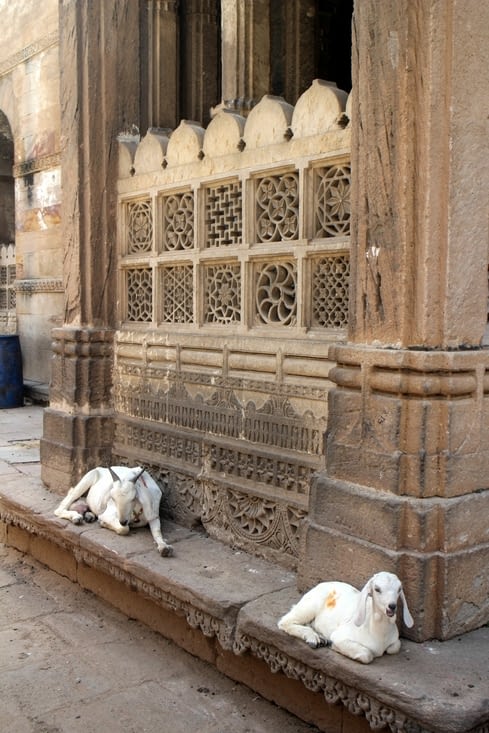 des chèvres près de la mosquée