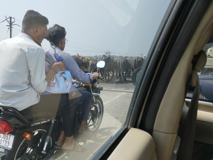 un troupeau de buffles sur l'autoroute