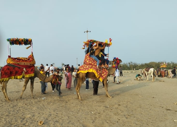 des chameaux promènent les touristes