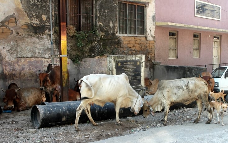 Les vaches dans la rue qui mène au fort