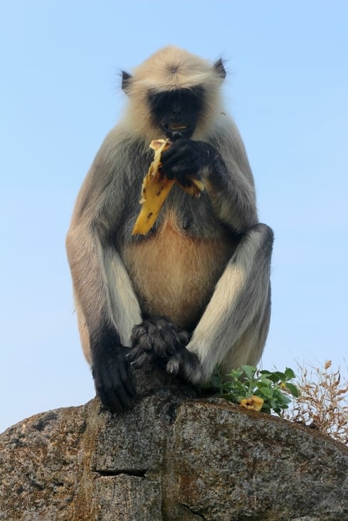 Un singe langur