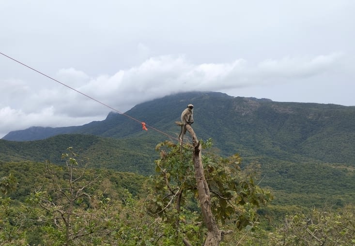 un singe langur perché sur un arbre
