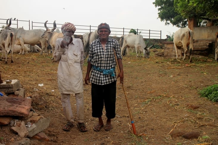 Des gardiens de troupeau en pleine ville