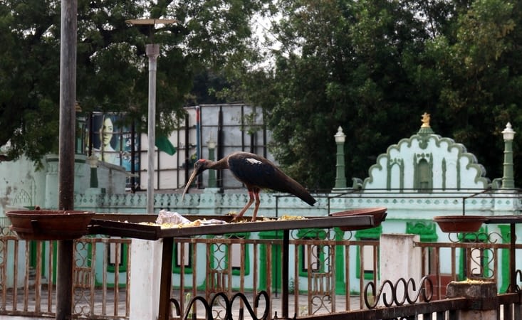 un drôle d'oiseau