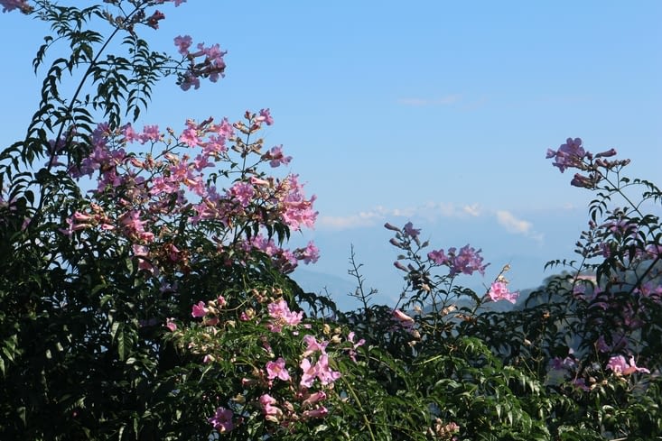 depuis la pépinière, nous apercevons au loin le Kanchenjunga
