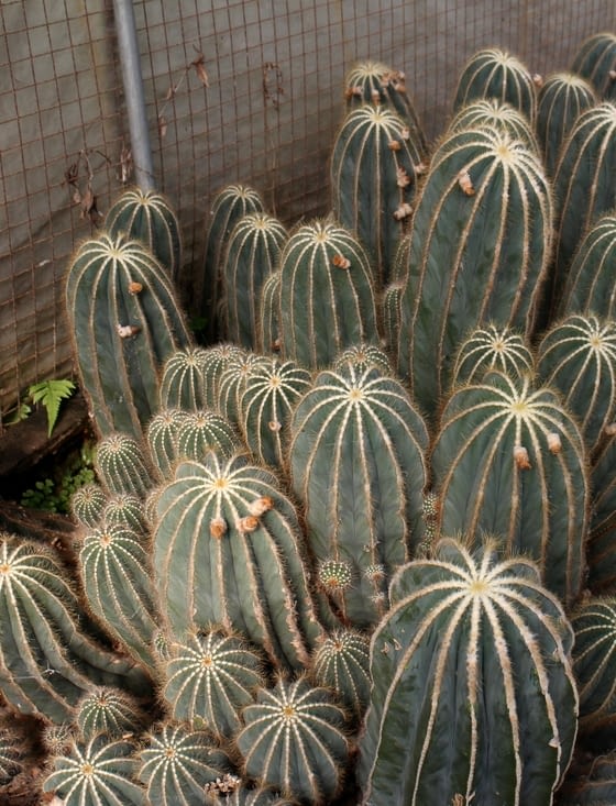la pépinière de cactus