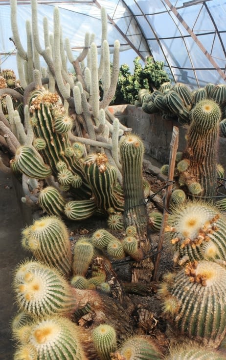 la pépinière de cactus