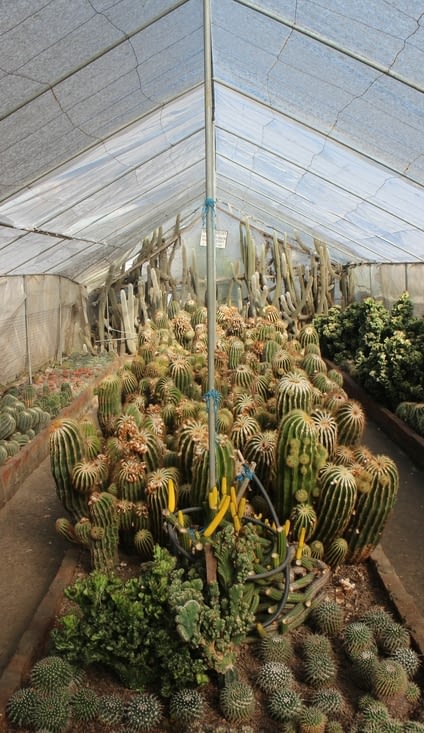 la pépinière de cactus