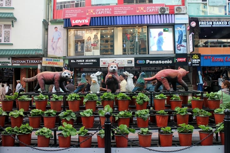 Sur Gandhi Road, un hommage au panda roux