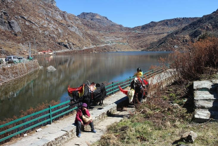 un yak promenant des enfants