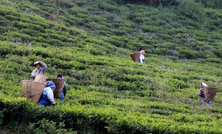 des cueilleuses de thé en plein travail