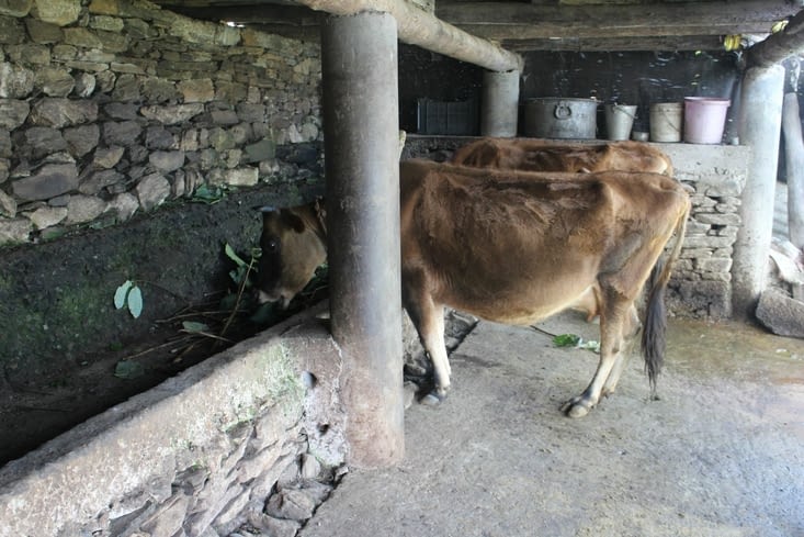 Les deux vaches dans leur étable