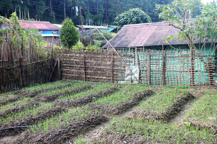 Un beau potager