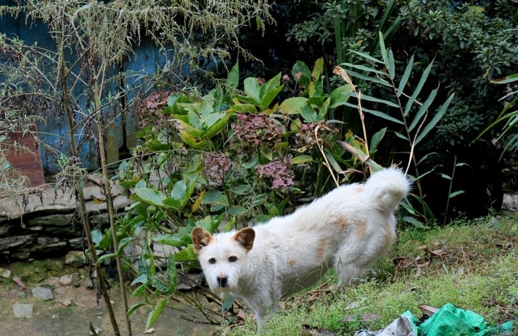 un mignon petit chien