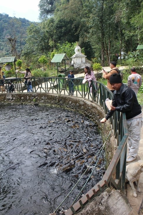 Avant la montée, nous passons devant un bassin grouillant de poissons