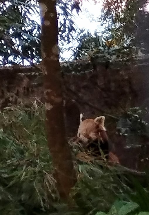 le panda roux