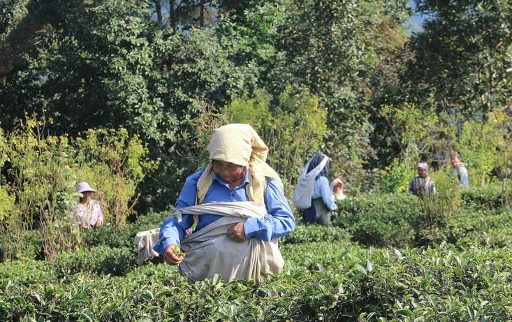 les cueilleuses de thé