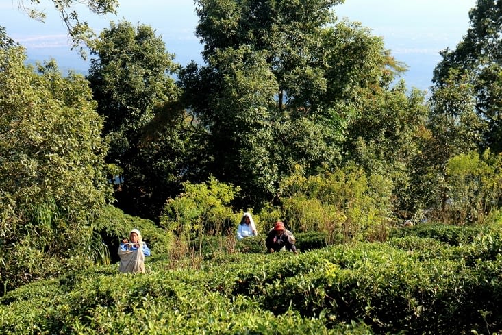 les cueilleuses de thé