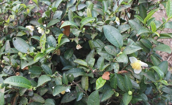 une fleur de théier