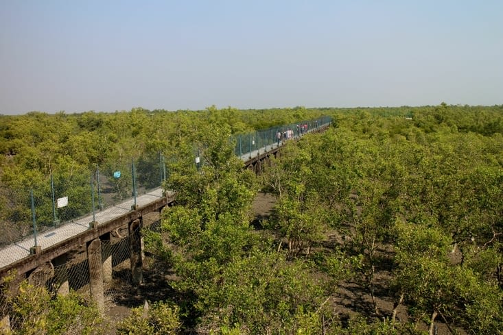 Le cheminement aérien au-dessus de la jungle