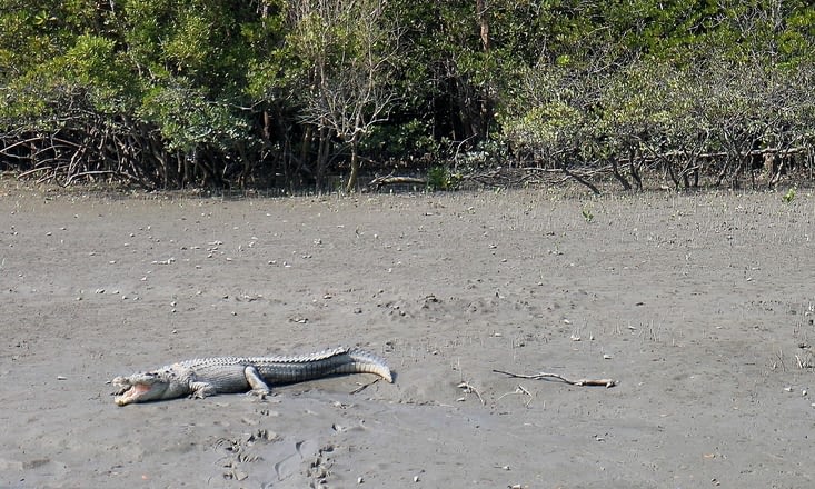 un énorme crocodile
