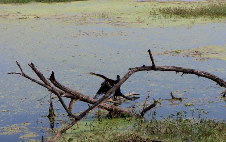 Le Bird Sanctuary
