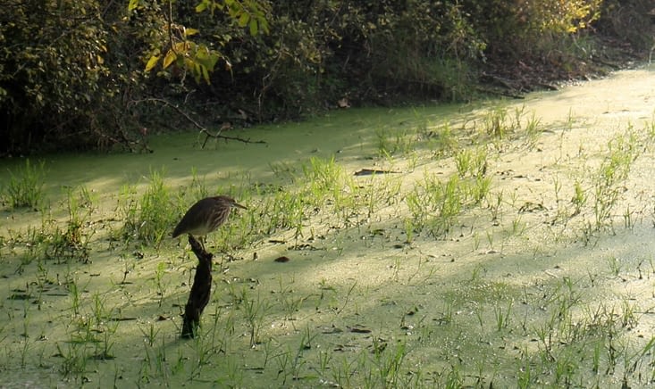 Le Bird Sanctuary