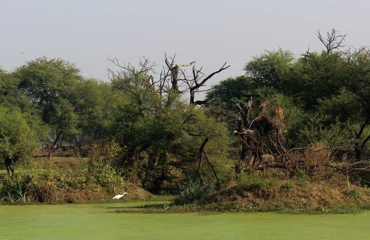 Le Bird Sanctuary