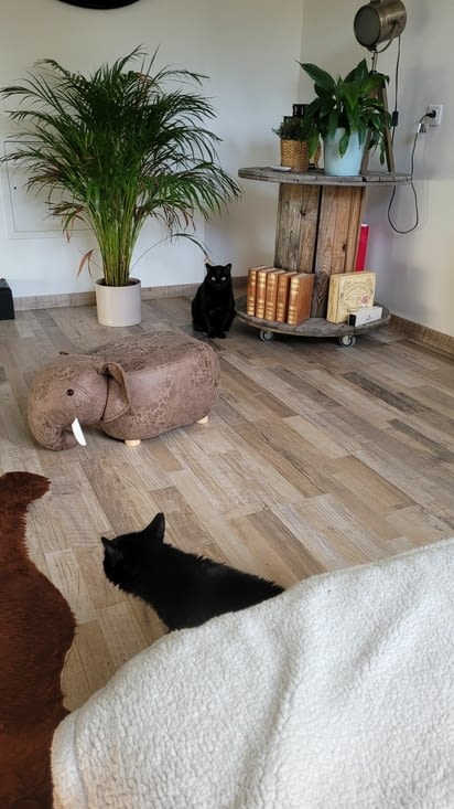 Rencontre de la cousine