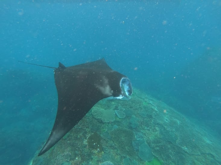 Snorkeling avec les manta 🤩