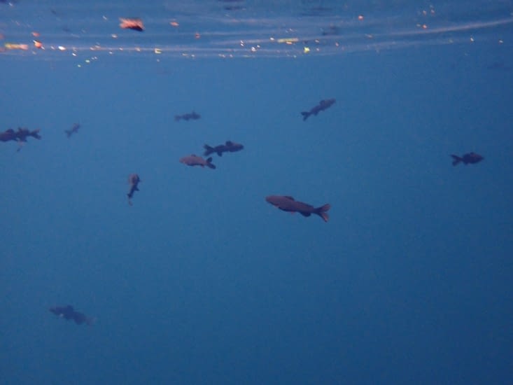 avec tous les poissons chats