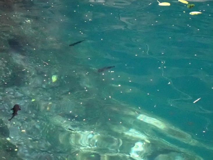 baignade dans le cenote avec les petits poissons chats