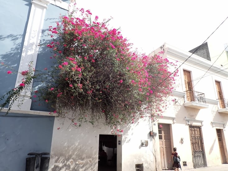 les merveilleux bougainviliers
