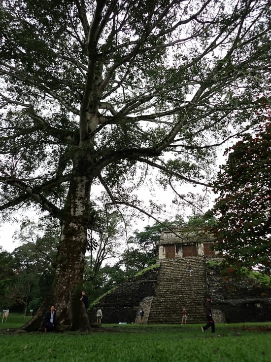 Arbre de Palenque