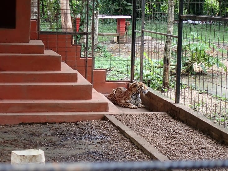 jaguar en captivité