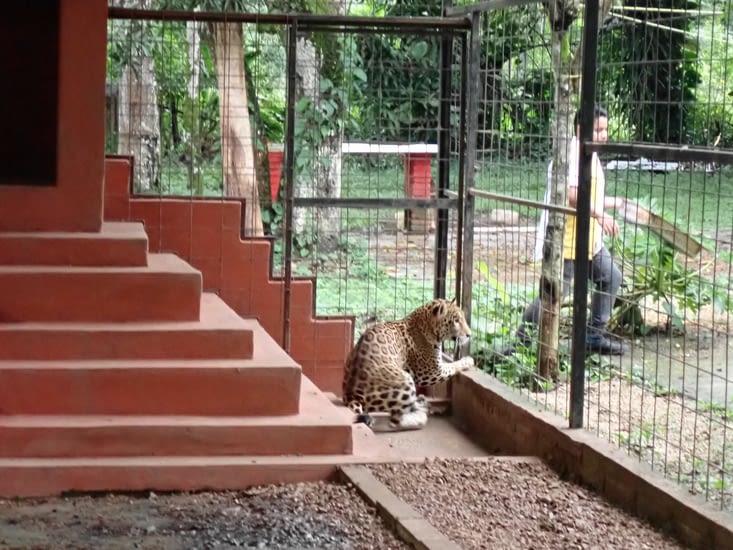 jaguar en captivité