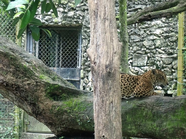 1er jaguar 'Lola'