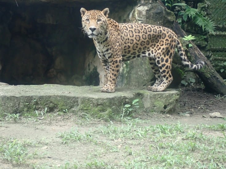 gros jaguar male