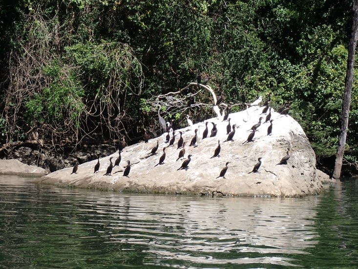 dans les gorges il y a avait des milliers de cormorans et aigrettes blanches