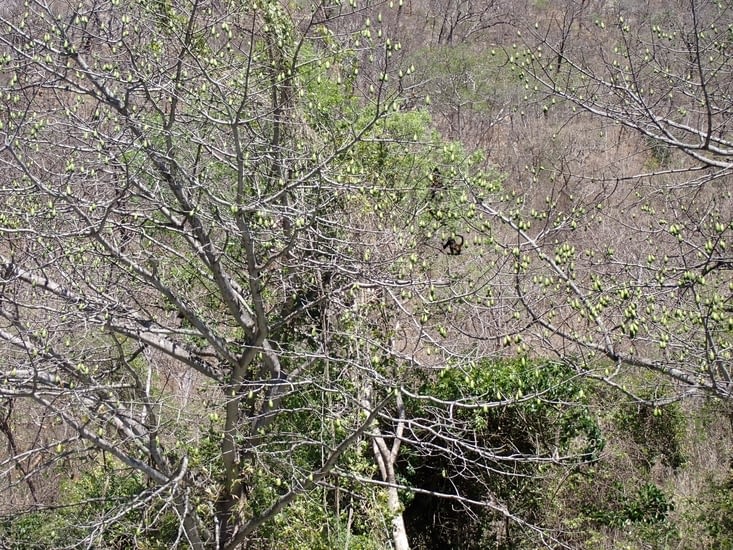 singe araignée dans un arbre à "couilles" (nous on pensait que c'était des avocatiers!)