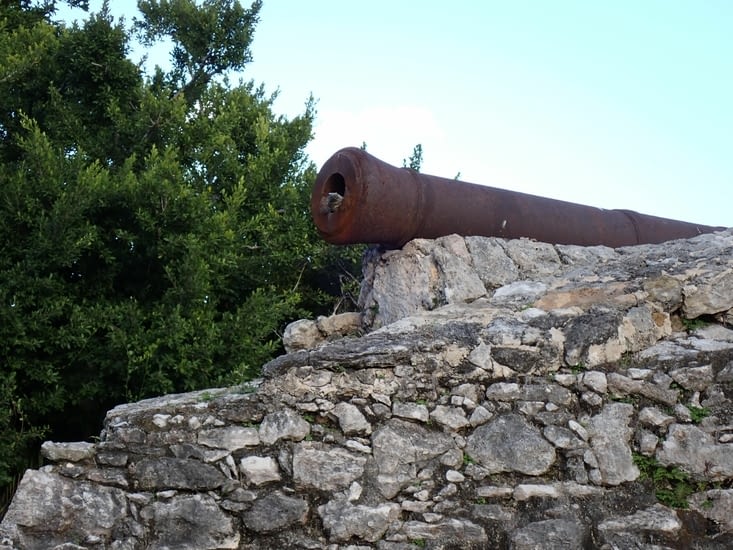 les iguanes sont kamikazes en fait !