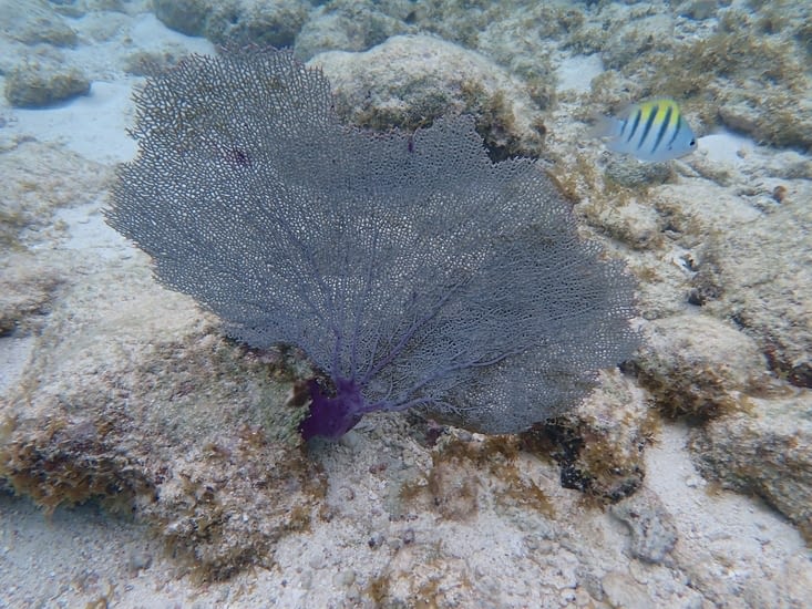 corail violet encore en bonne santé
