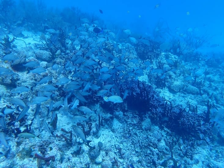 il y a du monde par ici