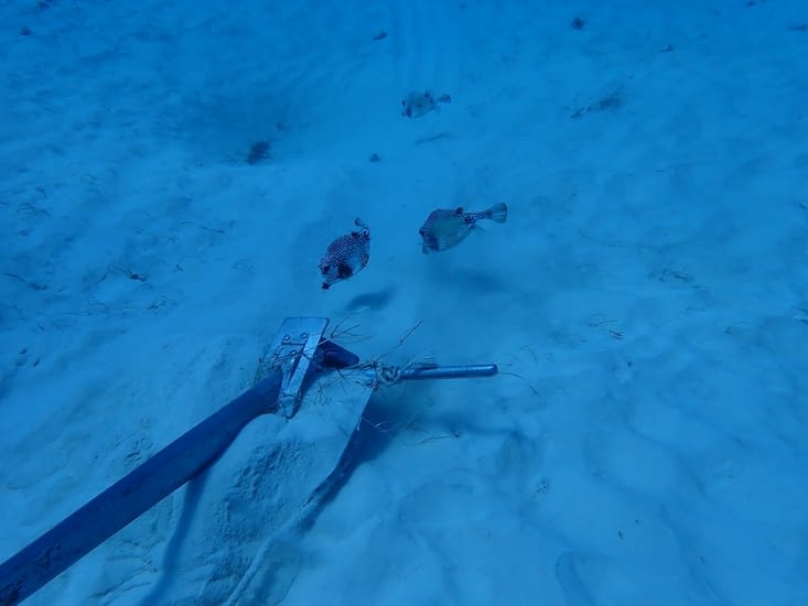nos poissons bizarres entre amis