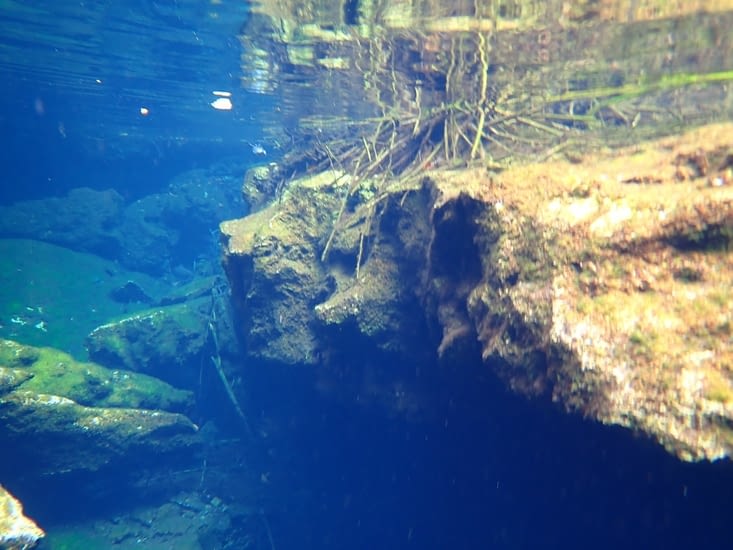 petit canard en chasse sous l'eau (en haut à gauche)