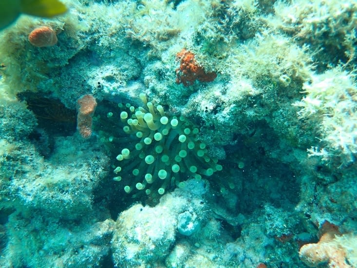 anémone et corail rouge