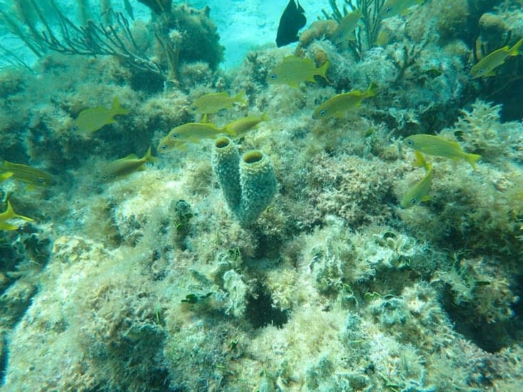 coraux de toutes sortes