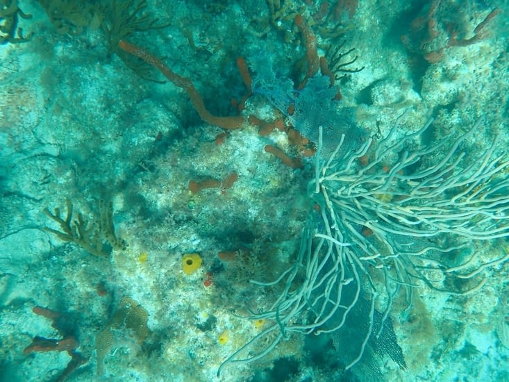plein plein de coraux différents