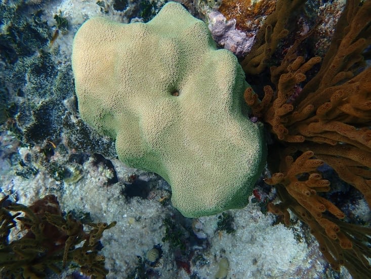 beau corail