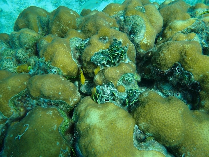 corail et poisson jaune